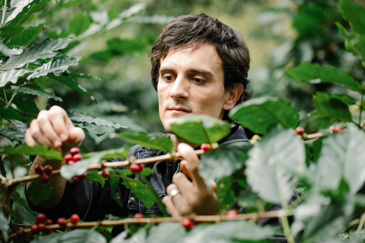 services-01 Focused adult male farmer with dark hair picking ripe coffee berries from tree gently while working in lush green garden on sunny day
